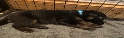 German Shepherd dogs for sale: 11 adorable bouncy German Shepard puppies  - Advert 25
