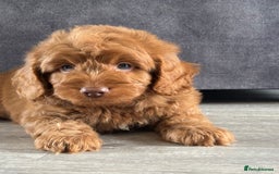 Cockapoo dogs for sale: Cockapoo puppies ready now  - Image 1