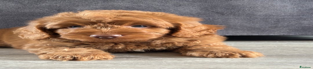 Cockapoo Puppy 1