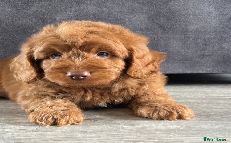 Cockapoo dogs - Advert 11