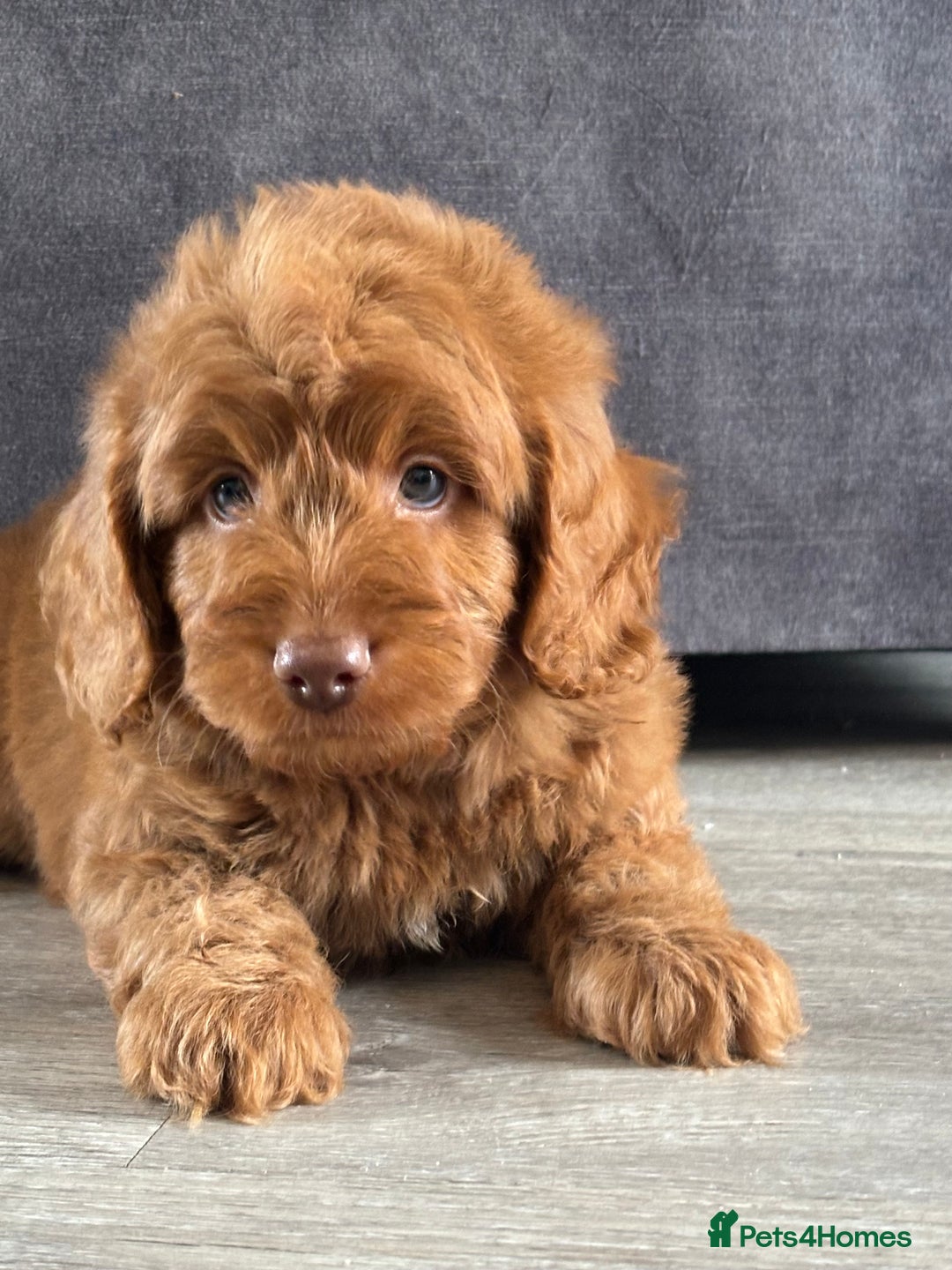 Cockapoo dogs for sale: Cockapoo puppies ready now  - Image 1