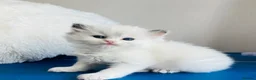 Ragdoll cats for sale: GCCF registered Ragdoll Kittens - Advert 3