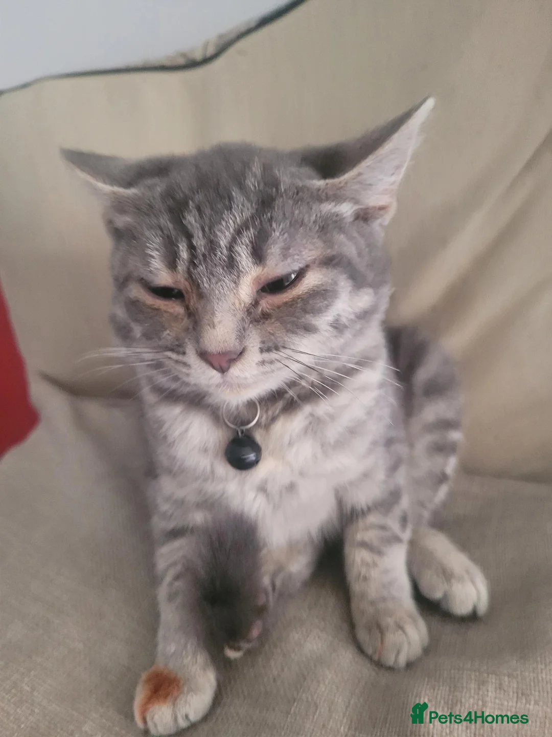 British Shorthair cats for sale: 2 American X British short hair bread  - Advert 3