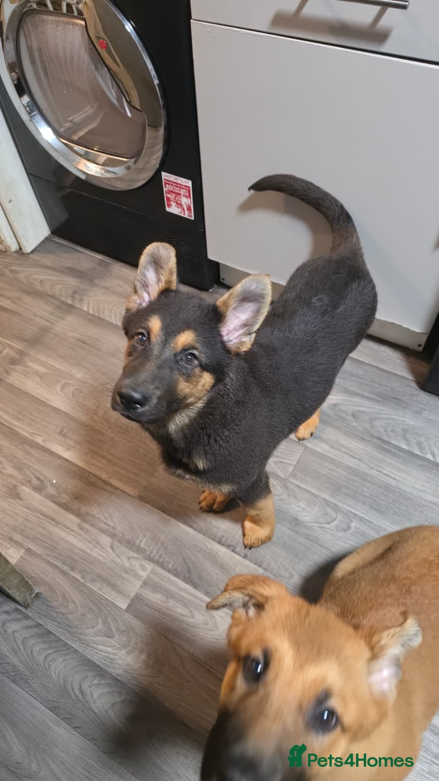 German Shepherd dogs Looking for their forever homes, 2 GSD females - Advert 11