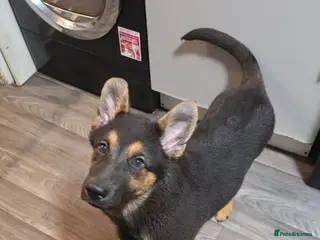 German Shepherd dogs Looking for their forever homes, 2 GSD females - Advert 11