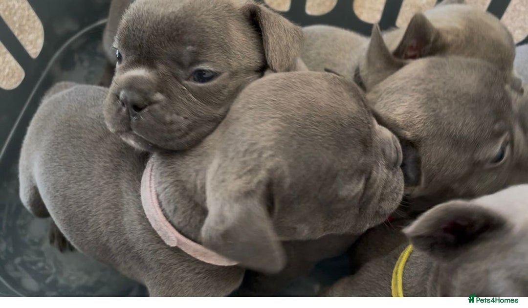 French Bulldog dogs for sale: French bulldog  - Image 16
