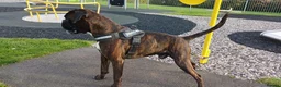 Boxer dogs for stud: KC Registered boxer for stud - Advert 5