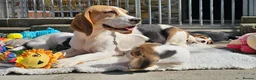 Beagle dogs for sale: Stunning Litter of KC Registered Beagle Pups  in Thirsk - Advert 34