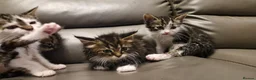 Mixed Breed cats for sale: 4 beautiful kittens  - Advert 4