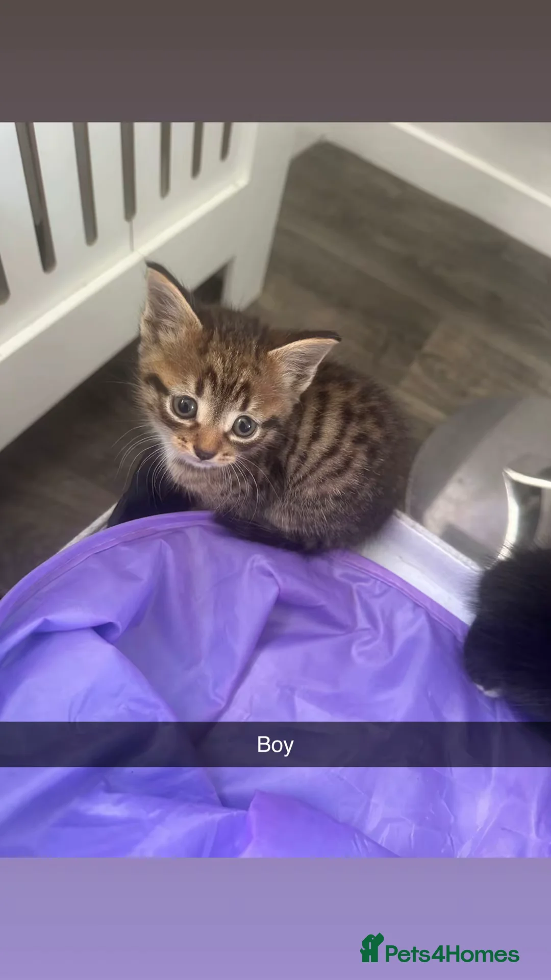 Mixed Breed cats for sale: Kittens for sale  in Keighley - Advert 2