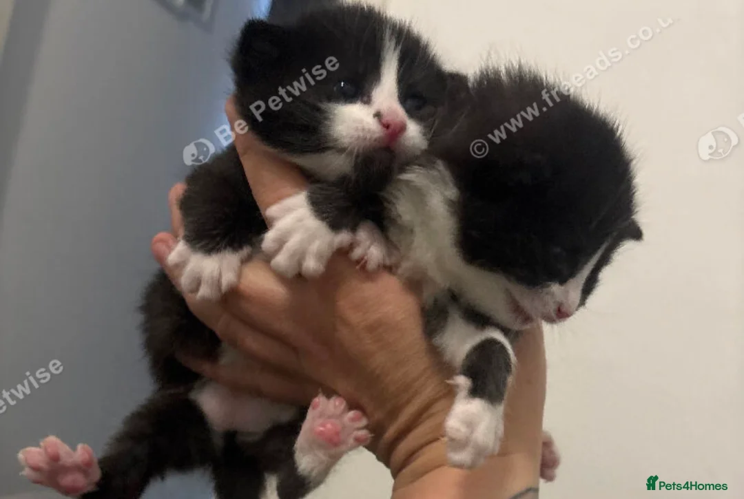 Mixed Breed cats for sale: Kittens for sale - Advert 4