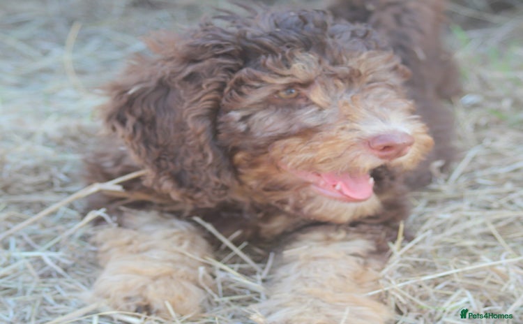 Labradoodle dogs - Advert 1