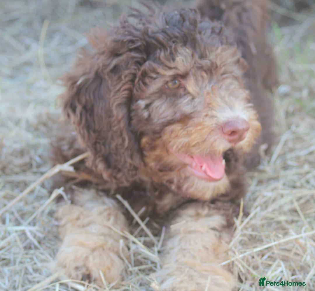 Labradoodle dogs for sale: Outstanding Part Trained Labradoodles F1b - Image 7