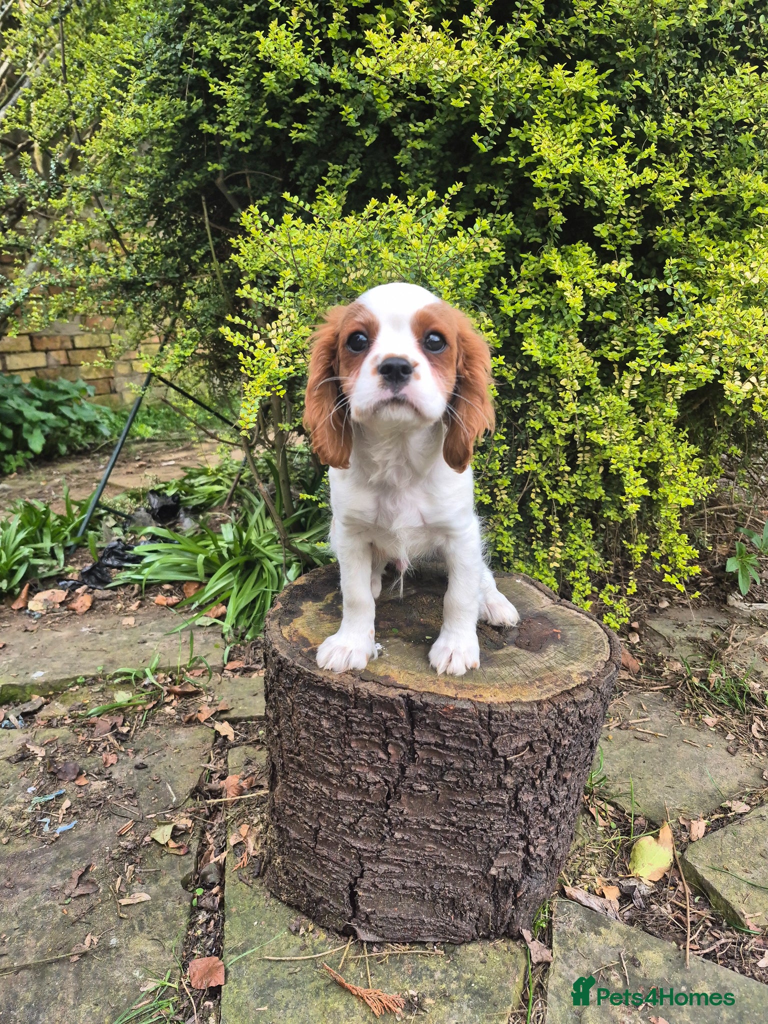 Cavalier King Charles Spaniel dogs Last boy left ready to go now ❤️ - Advert 2
