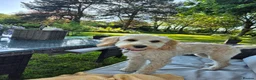 Cockapoo dogs for sale: Two Gorgeous Cockapoos. Viewible with mum and dad - Advert 14