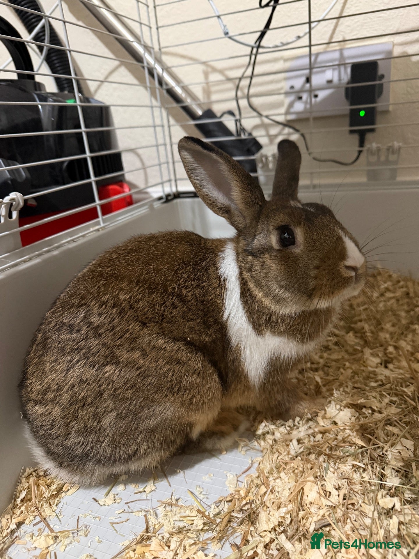 Netherland Dwarf rabbits for sale: Male netherlanddwarf rabbit - Advert 1