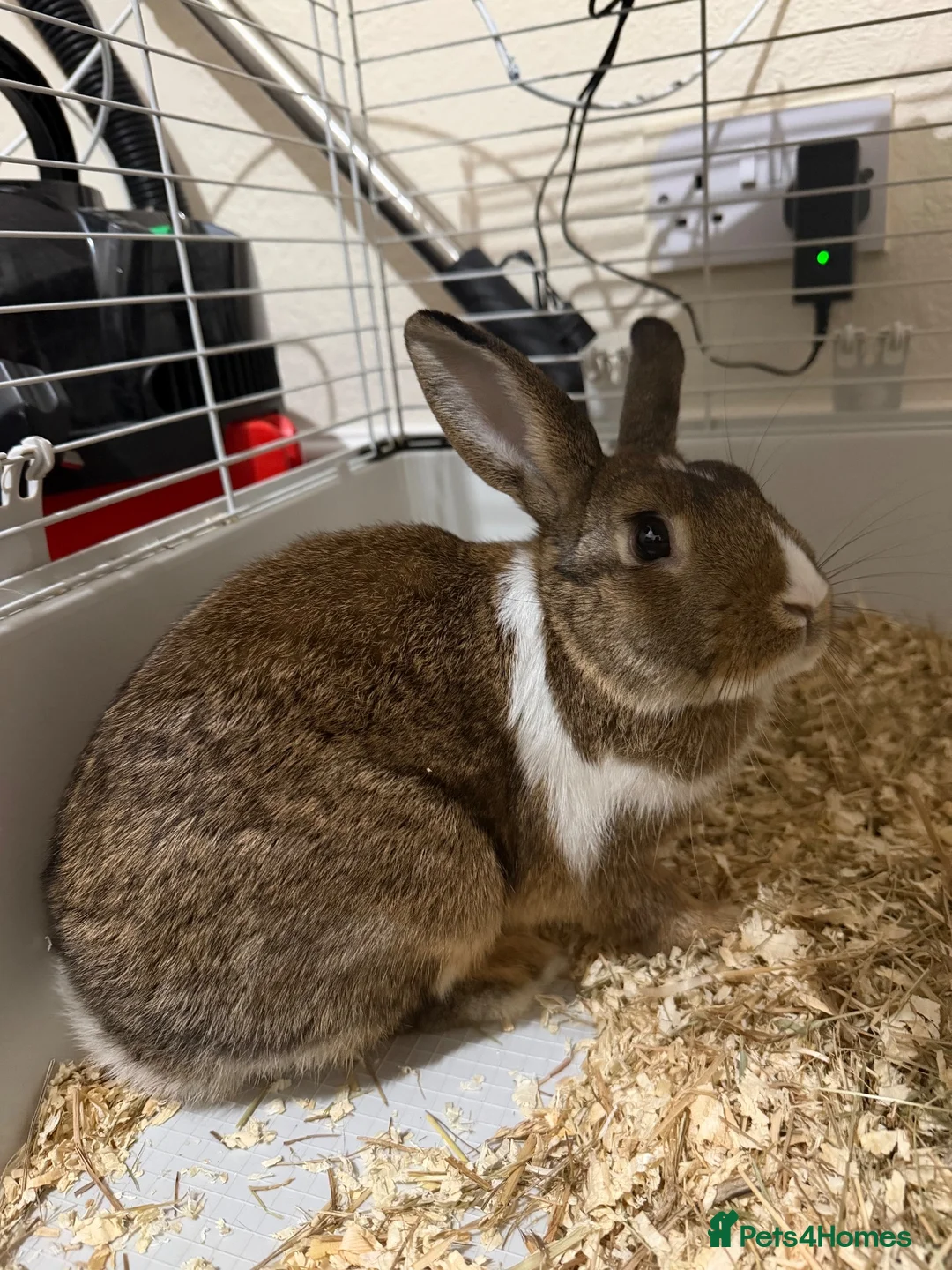 Netherland Dwarf rabbits for sale: Male netherlanddwarf rabbit in Derby - Advert 1