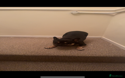 French Bulldog dogs for sale: Lunarya - Loving 4-Year-Old French Bulldog  - Advert 10