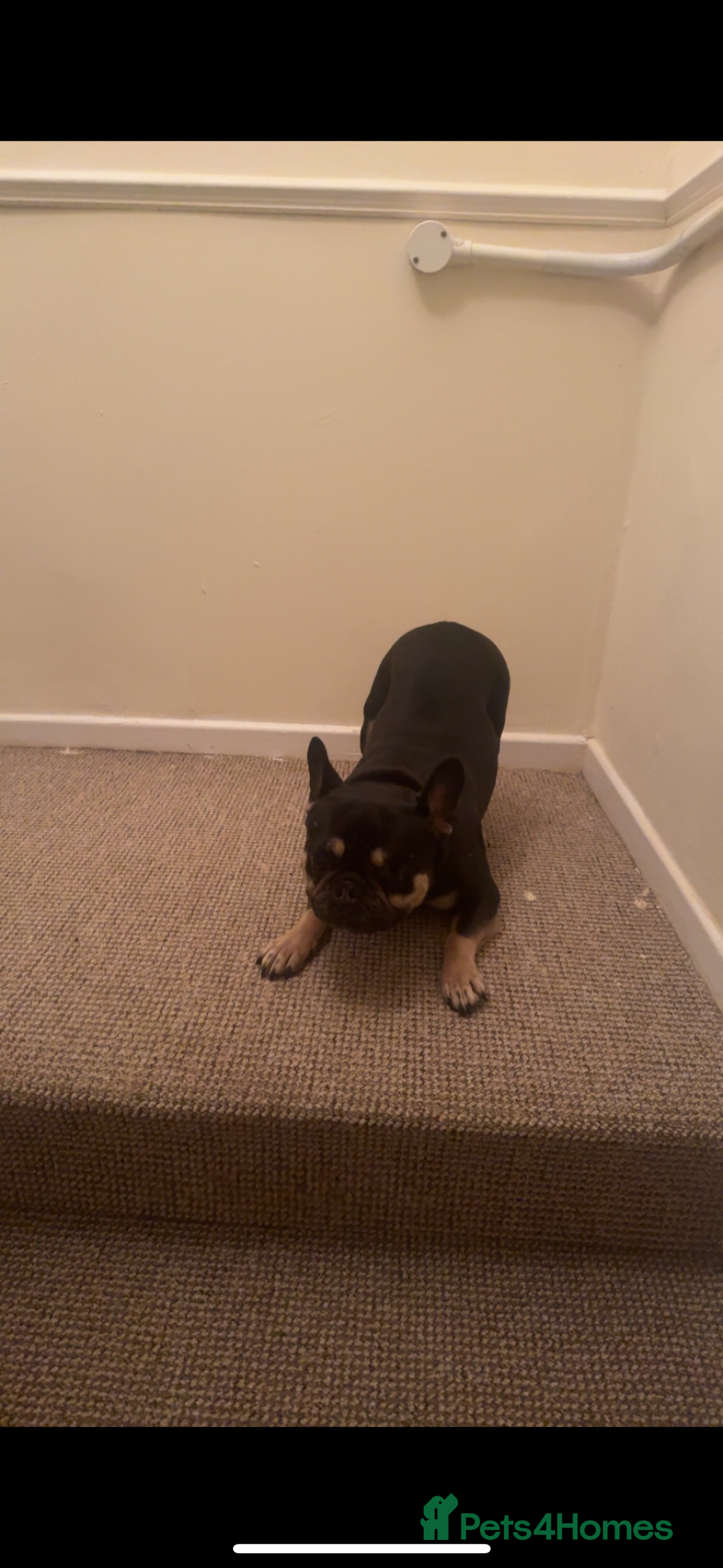 French Bulldog dogs for sale: Lunarya - Loving 4-Year-Old French Bulldog  - Advert 10