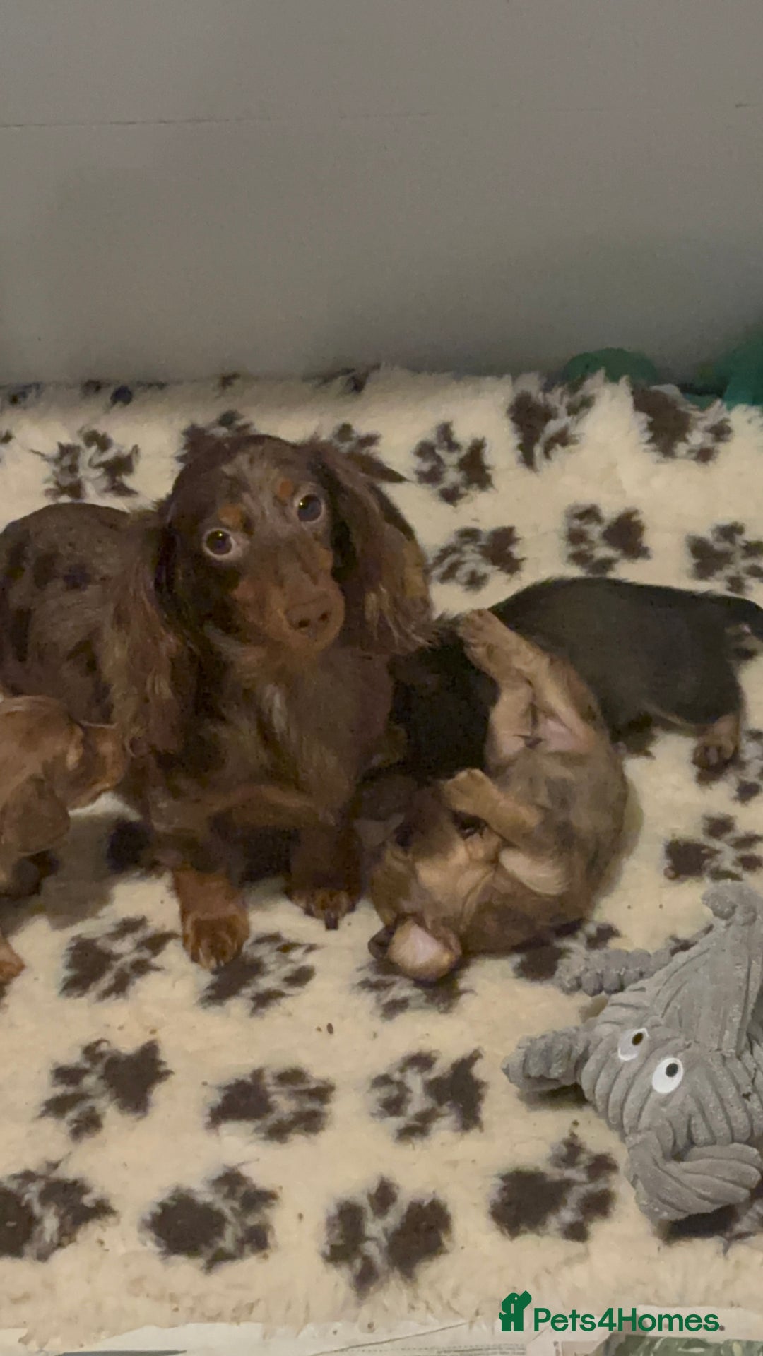 Miniature Dachshund dogs for sale: Here at Powells paws we have a beautiful litter. - Advert 7