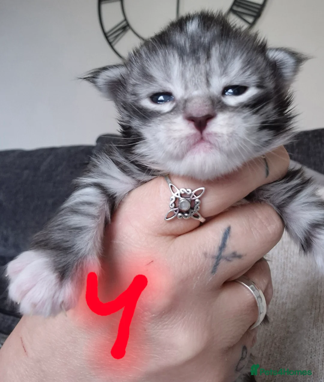 Maine Coon cats for sale: Mainecoon kittens in Lockerbie - Advert 5