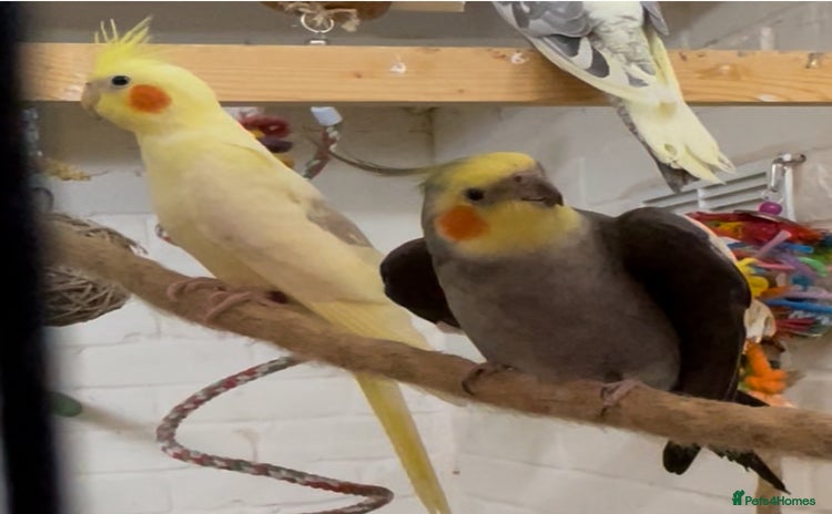 Cockatiels birds - Advert 4