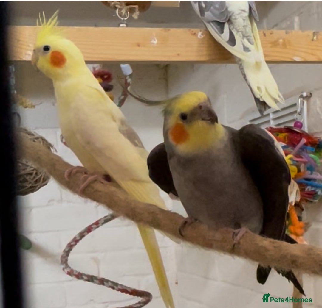 Cockatiels birds for sale: Beautiful pair of cockatiels, male is tame - Image 1
