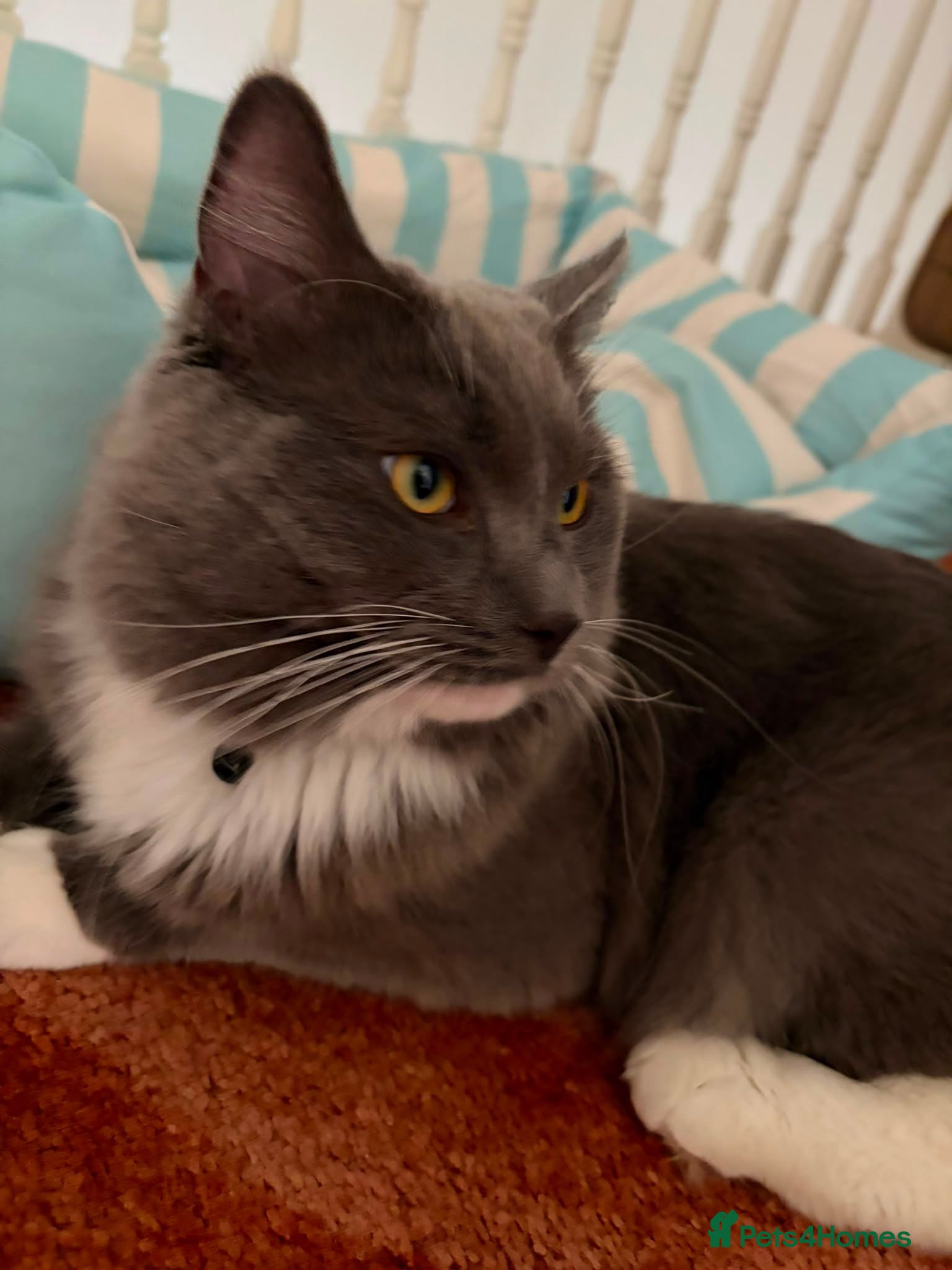 Ragdoll cats Ragdoll male 10 months  - Advert 3