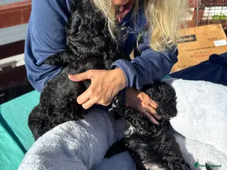 Cockapoo dogs Cockerpoo - Advert 2