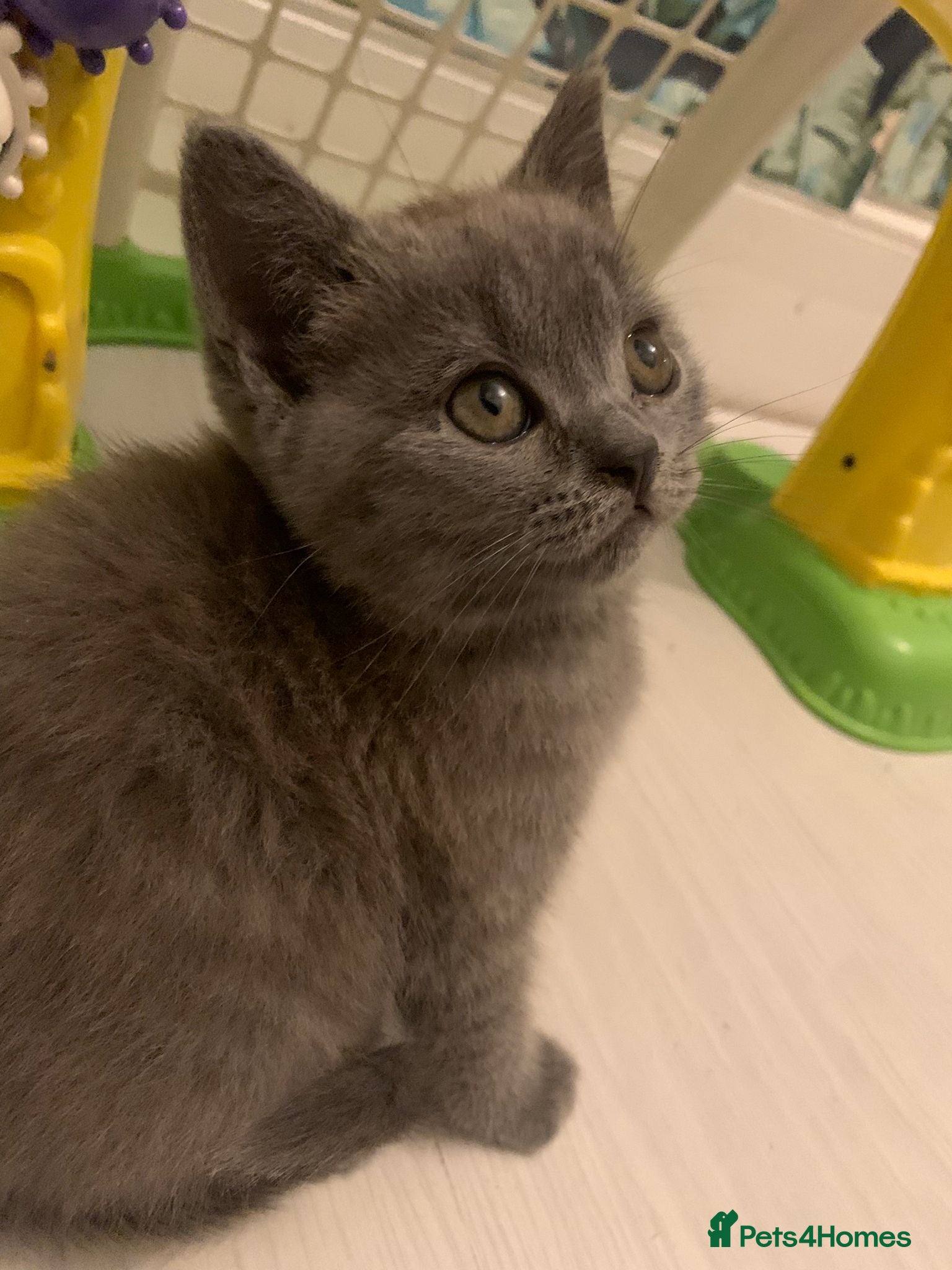 British Shorthair cats ONLY ONE FEMALE BRITISH SHORTHAIR LEFT - Advert 1