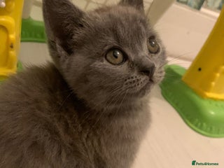 British Shorthair cats ONLY ONE FEMALE BRITISH SHORTHAIR LEFT - Advert 11
