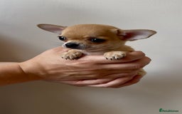 Chihuahua dogs for sale: ADORABLE SUPER TINY CHIHUAHUA PUPPIES - Image 9