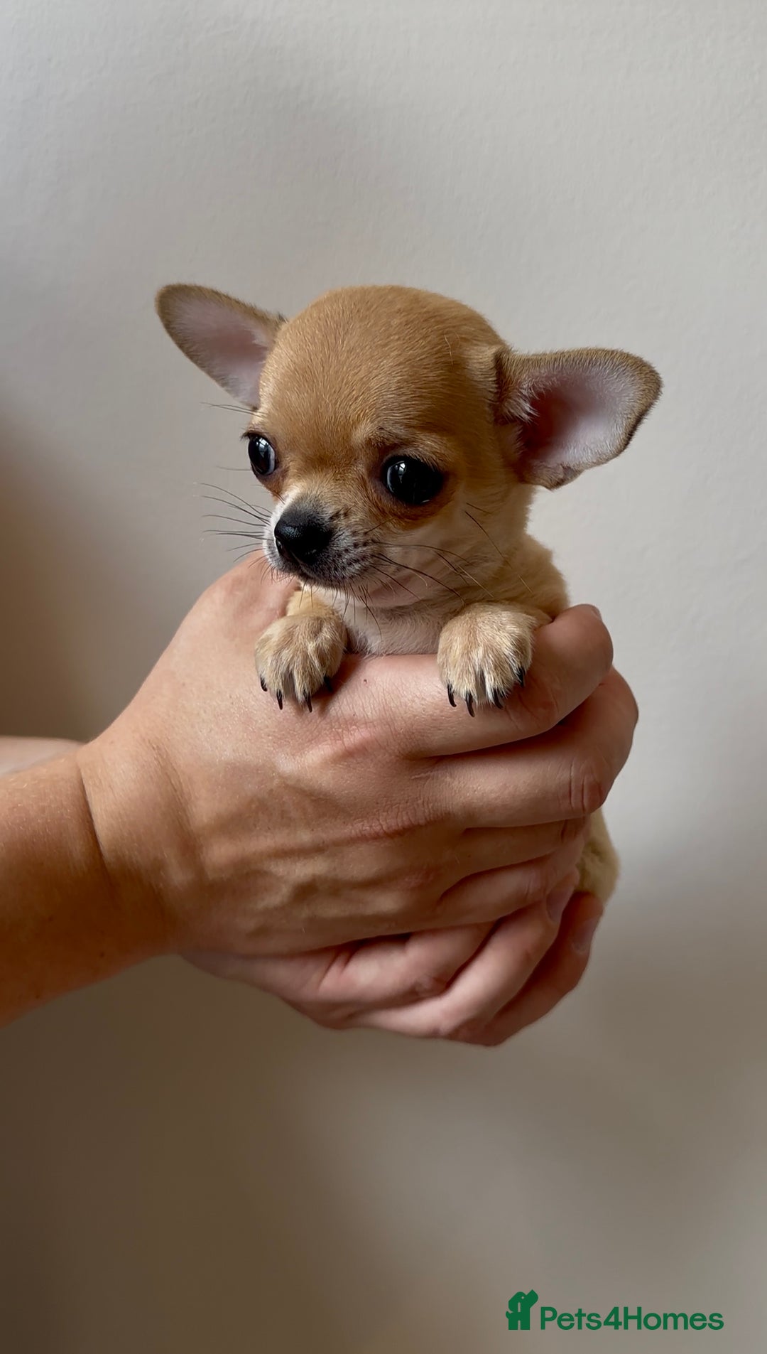 Chihuahua dogs for sale: ADORABLE SUPER TINY CHIHUAHUA PUPPIES - Image 9