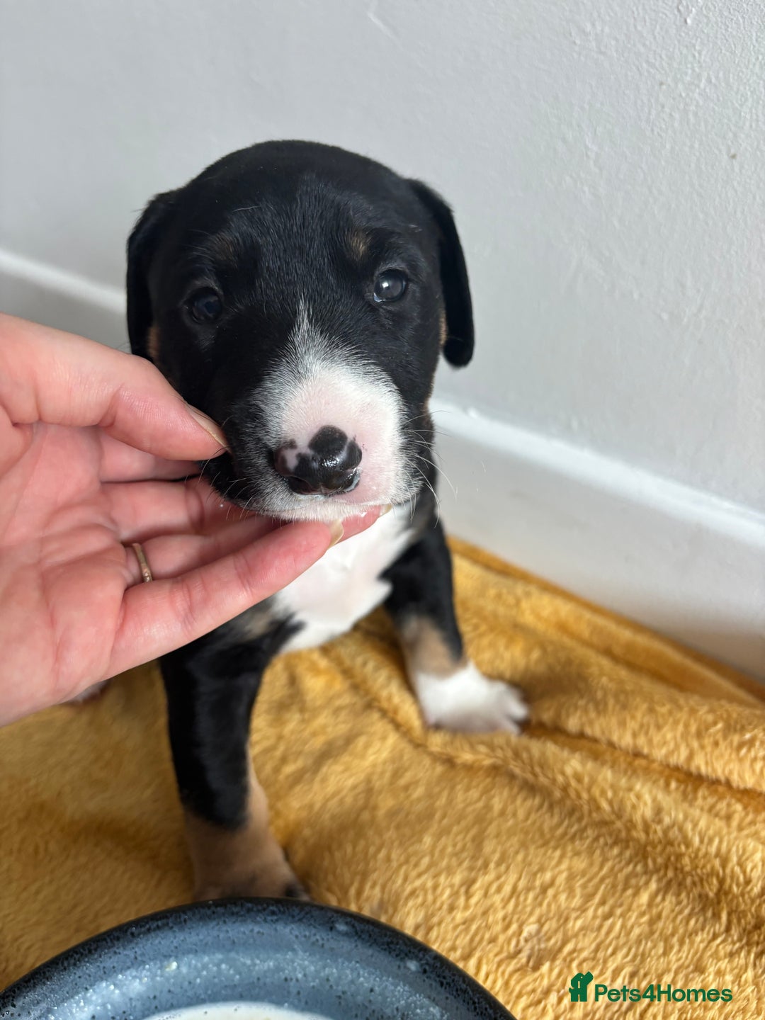 Mixed Breed dogs for sale: English Bull Terrier mixed puppies for sale - Image 13