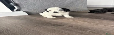 Cocker Spaniel 2