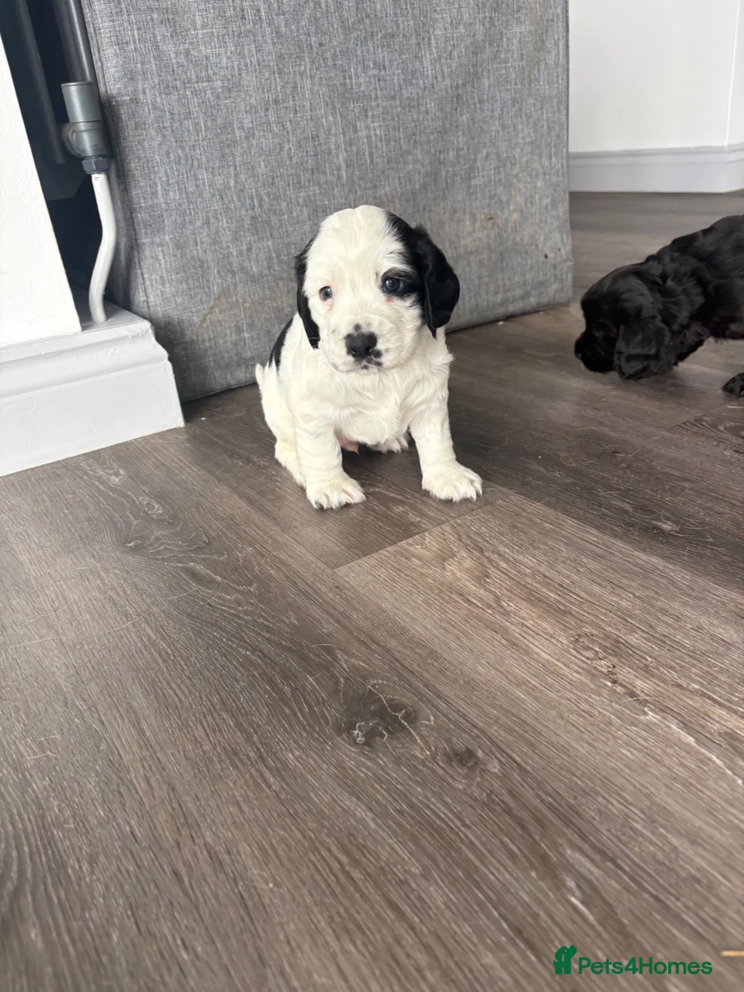 Cocker Spaniel dogs for sale: Cocker spaniel  - Advert 7