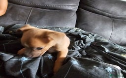 Mixed Breed dogs for sale: Accidental litter - Image 19