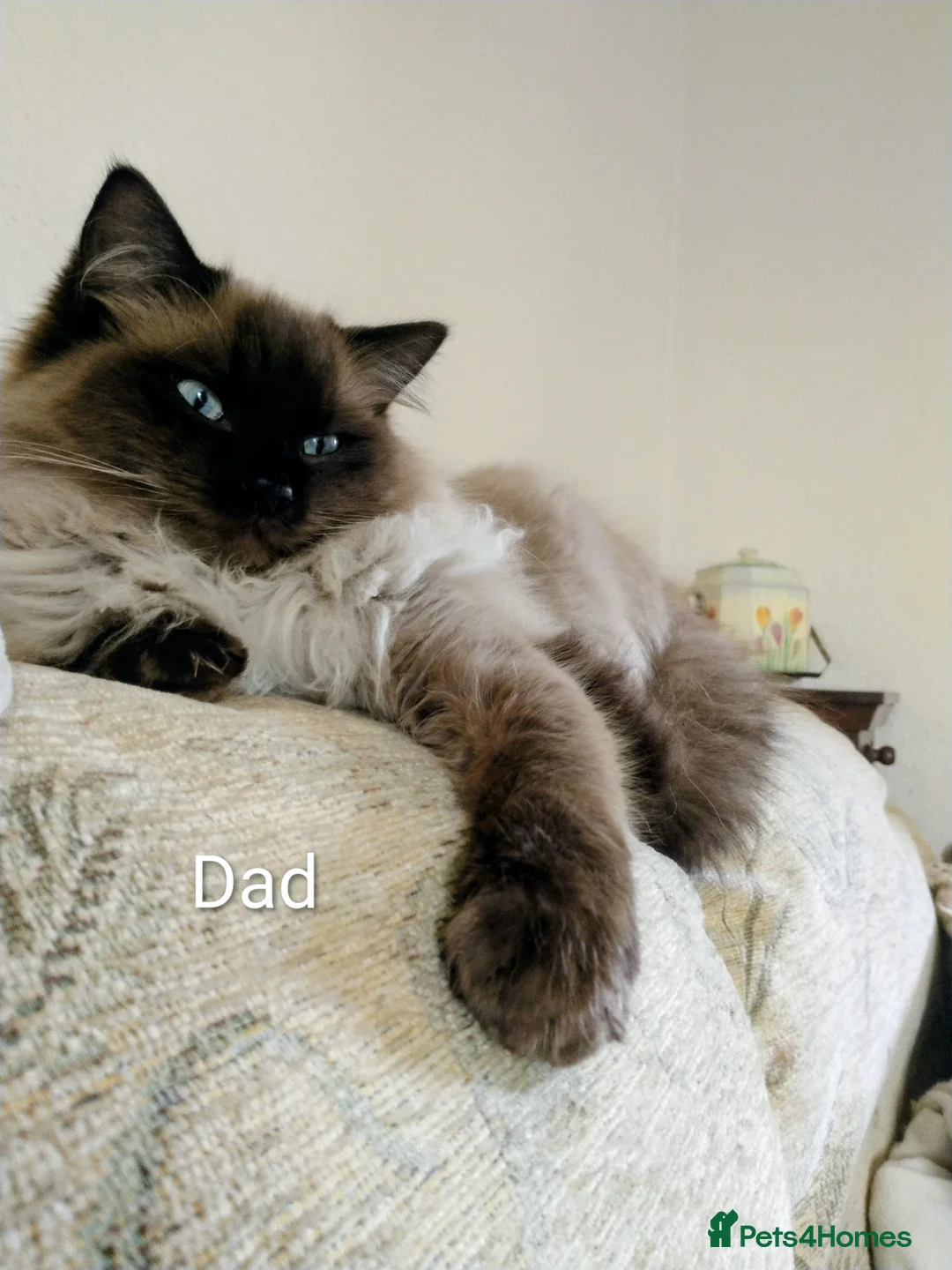 Ragdoll cats for sale: Sweet pure bred Ragdolls need forever homes  - Advert 2
