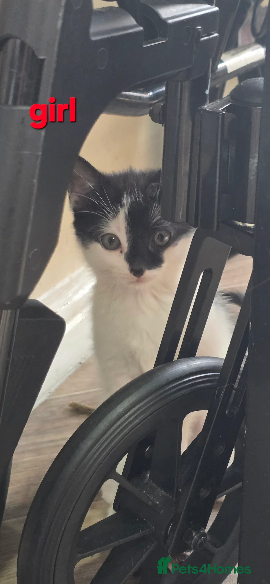 Mixed Breed cats for sale: 7 Beautiful Kittens Looking for Their Forever Home - Advert 2