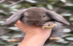 Mini Lop rabbits for sale: Outstanding mini lop doe - Image 1