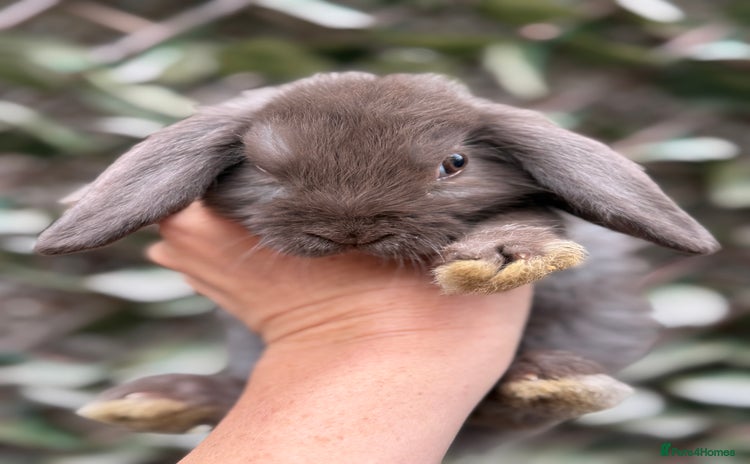 Mini Lop rabbits - Advert 4