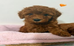 Cockapoo dogs for sale: Adorable Red F1B Cockapoo Puppy for Sale! 🐾 - Image 7