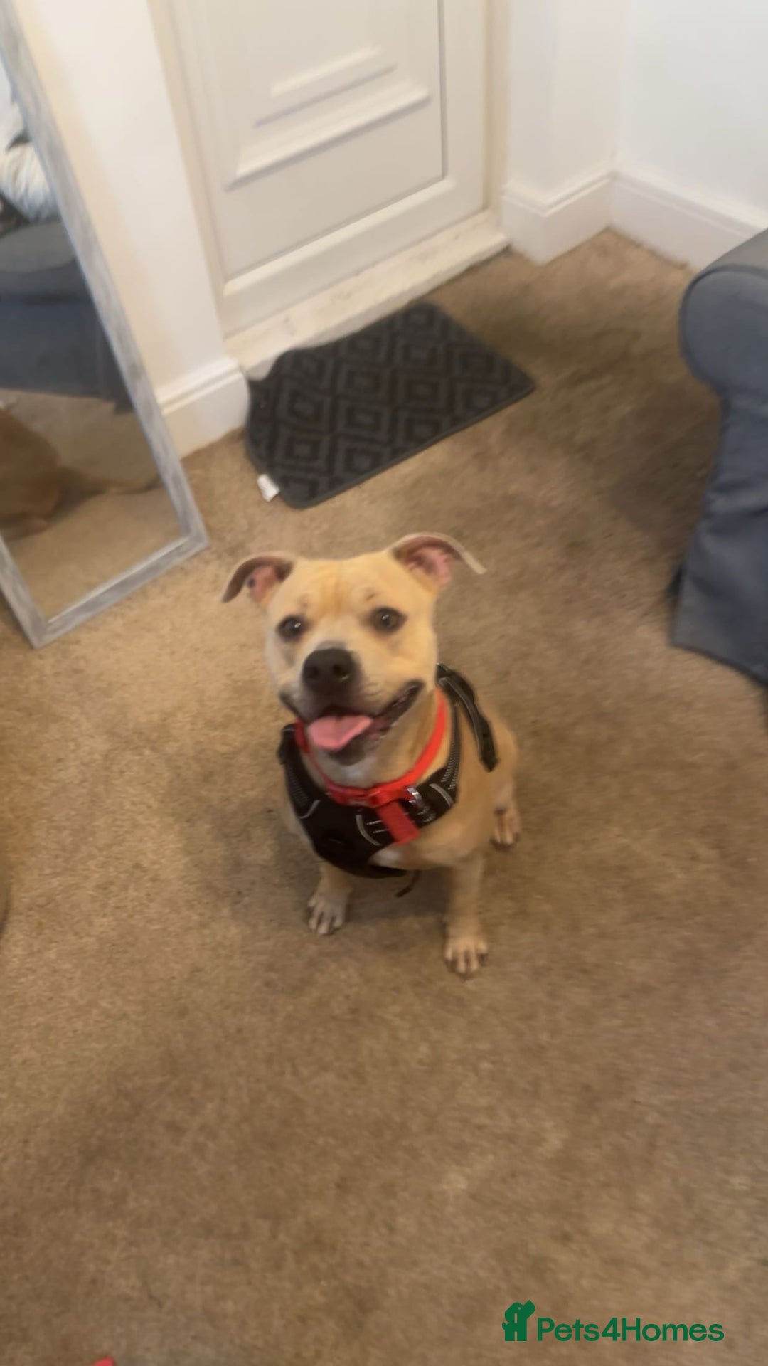 Staffordshire Bull Terrier dogs for sale: Staffordshire bull terrier  - Advert 5