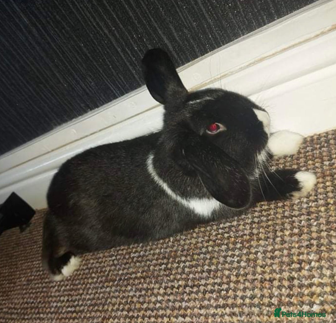 English rabbits for sale: Female Rabbit for Sale - Advert 1