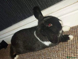 English rabbits Female Rabbit for Sale - Advert 1