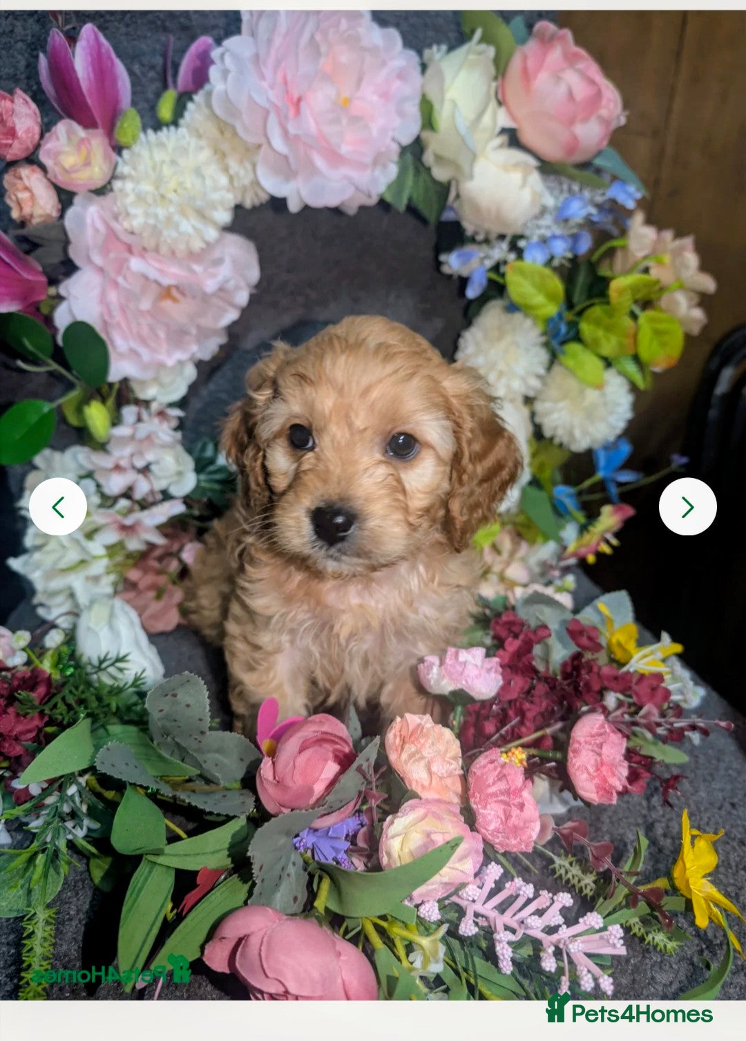 Cavapoo dogs Cavapoo F1 last boy  - Advert 2