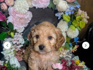 Cavapoo dogs Cavapoo F1 last boy - Advert 15