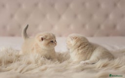 British Shorthair cats for sale: Chubby Golden Blue BSH girls - Image 5