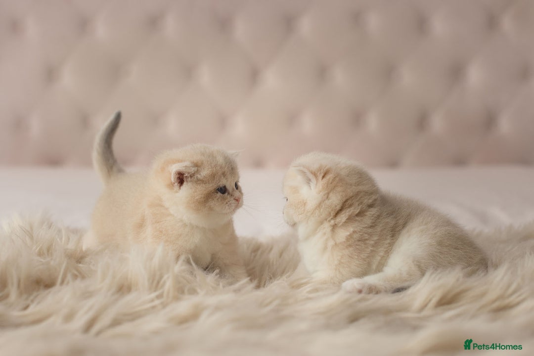 British Shorthair cats for sale: Chubby Golden Blue BSH girls - Image 5