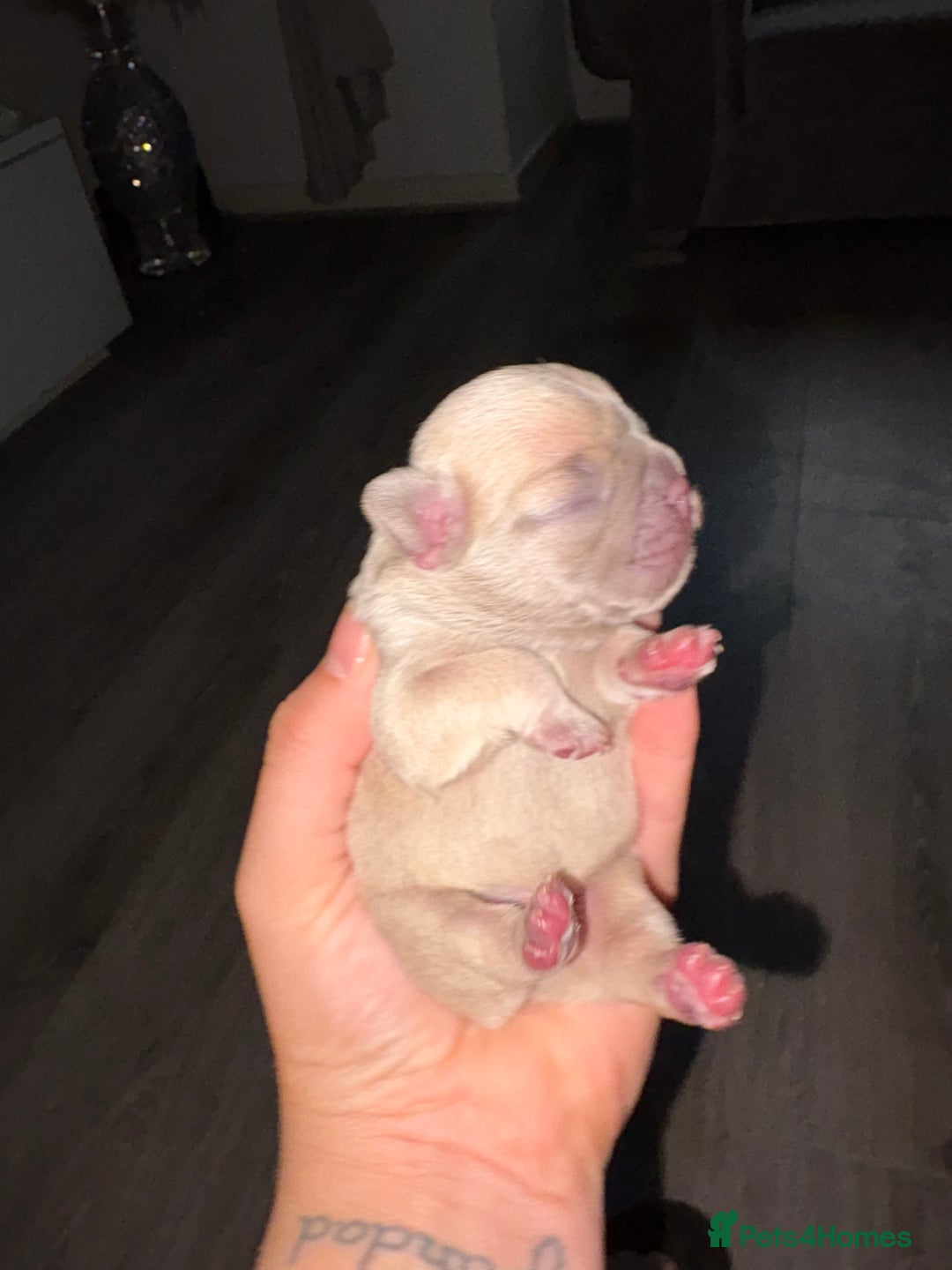 French Bulldog dogs for sale: French bulldog girl - Advert 12